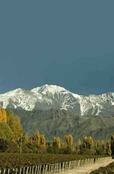 Paquete Viñedo y descanso Mendoza